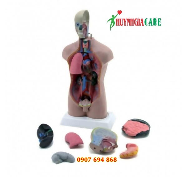 Mô hình thân người với đầu tháo rời