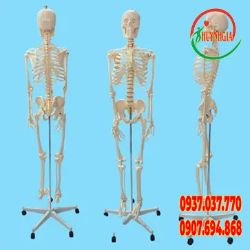 Mô hình giải phẫu  bộ xương người XC-101